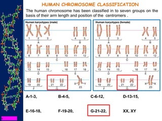 HUMAN CHROMOSOME CLASSIFICATION
The human chromosome has been classified in to seven groups on the
basis of their arm length and position of the centromers .
A-1-3, B-4-5, C-6-12, D-13-15,
E-16-18, F-19-20, G-21-22, XX, XY
 