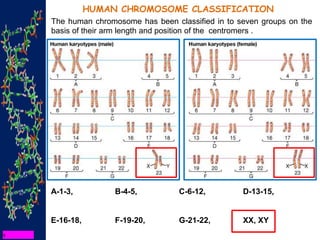 HUMAN CHROMOSOME CLASSIFICATION
The human chromosome has been classified in to seven groups on the
basis of their arm length and position of the centromers .
A-1-3, B-4-5, C-6-12, D-13-15,
E-16-18, F-19-20, G-21-22, XX, XY
 