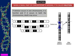 DELETION
WHEN A SMALL PART OF CHROMOSOME IS MISSING, IT IS CALLED DELETION.
If deletion occurs in one chromosome, it is
harmful and if it occurs in both the
chromosomes, death may occur.
 