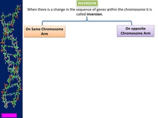 INVERSION
When there is a change in the sequence of genes within the chromosome it is
called inversion.
On Same Chromosome
Arm
On opposite
Chromosome Arm
 