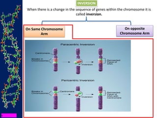 INVERSION
When there is a change in the sequence of genes within the chromosome it is
called inversion.
On Same Chromosome
Arm
On opposite
Chromosome Arm
 