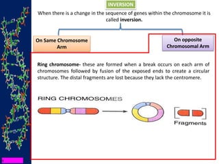 INVERSION
When there is a change in the sequence of genes within the chromosome it is
called inversion.
On Same Chromosome
Arm
On opposite
Chromosomal Arm
Ring chromosome- these are formed when a break occurs on each arm of
chromosomes followed by fusion of the exposed ends to create a circular
structure. The distal fragments are lost because they lack the centromere.
 