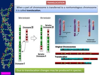 TRANSLOCATION
Due to translocation changes may be produced in species.
When a part of chromosome is transferred to a nonhomologous chromosome
it is called translocation.
 