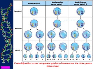 If non-disjunction occurs, one gamete gets both chromosomes, the other gamete
gets nothing.
 