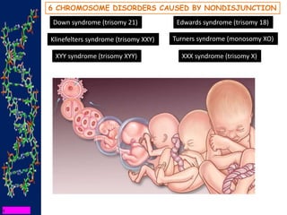6 CHROMOSOME DISORDERS CAUSED BY NONDISJUNCTION
Down syndrome (trisomy 21) Edwards syndrome (trisomy 18)
Klinefelters syndrome (trisomy XXY)
XYY syndrome (trisomy XYY) XXX syndrome (trisomy X)
Turners syndrome (monosomy XO)
 