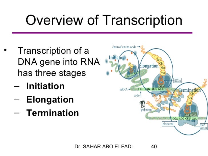 an overview of the process of dna transcription and dna replication Dna & protein synthesis worksheet name_____ section a: dna what is the first step in the replication process dna both rna section h: transcription. an overview of the process of dna transcription and dna replication Dna & protein synthesis worksheet name_____ section a: dna what is the first step in the replication process dna both rna section h: transcription.