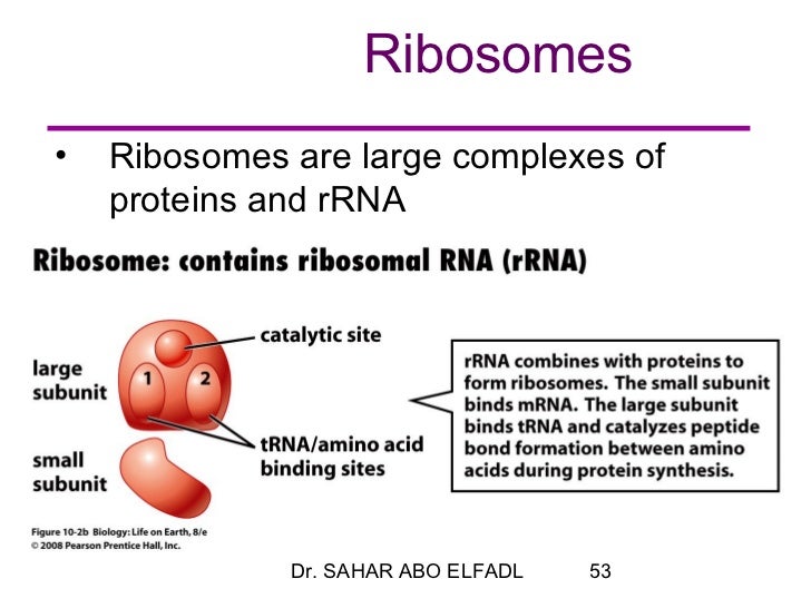 cytogenetics 2 replication transcription and translation combines with protein to form the 2 ribosomal subunits