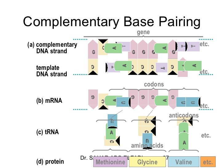 cytogenetics 2 replication transcription