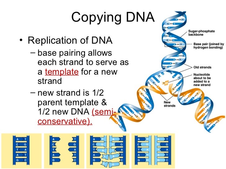 cytogenetics 2 replication transcription and translation dna transcription and translation