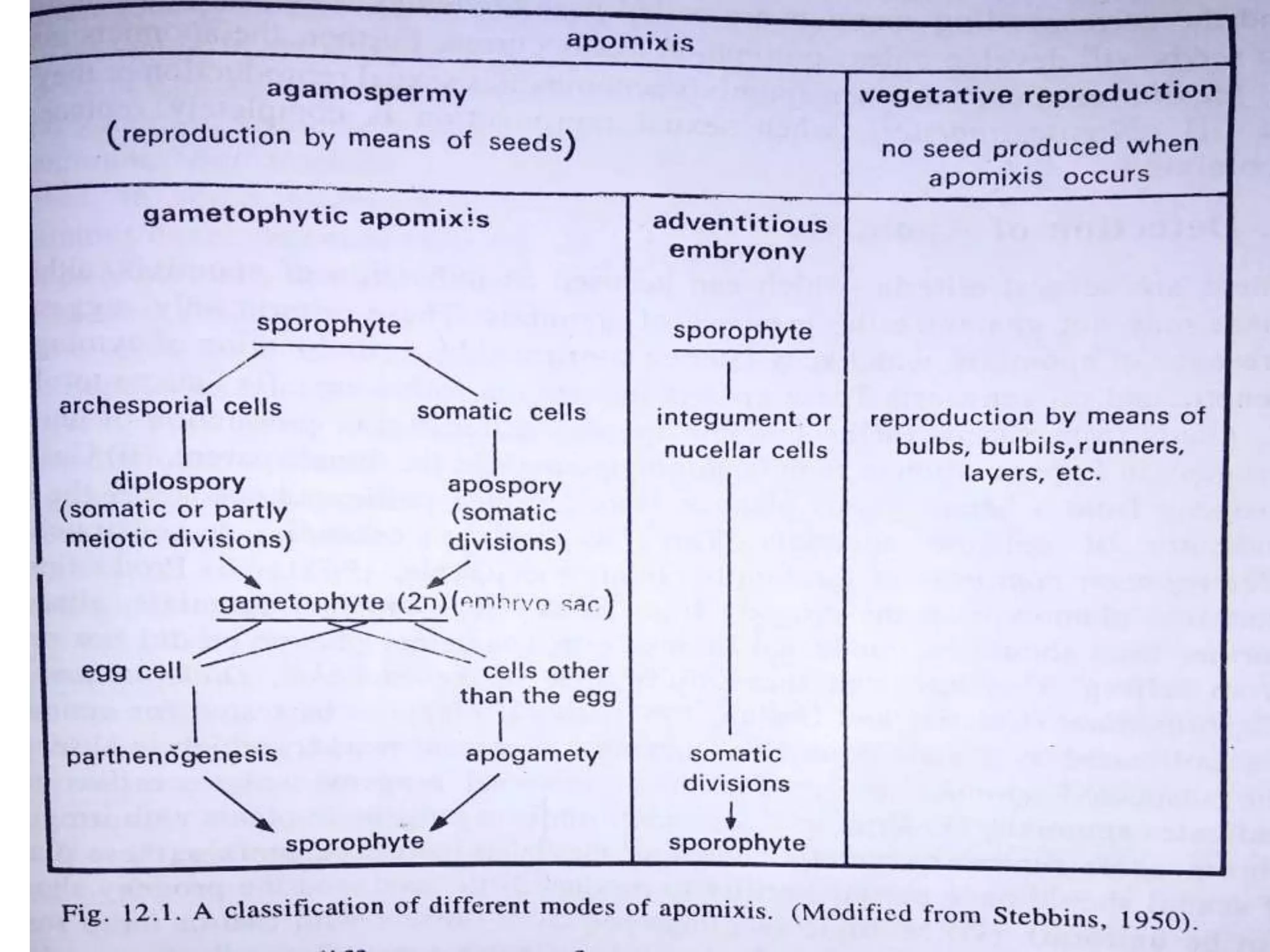 Cytogenetics of apomixis by Suneel kr Gautam | PPT