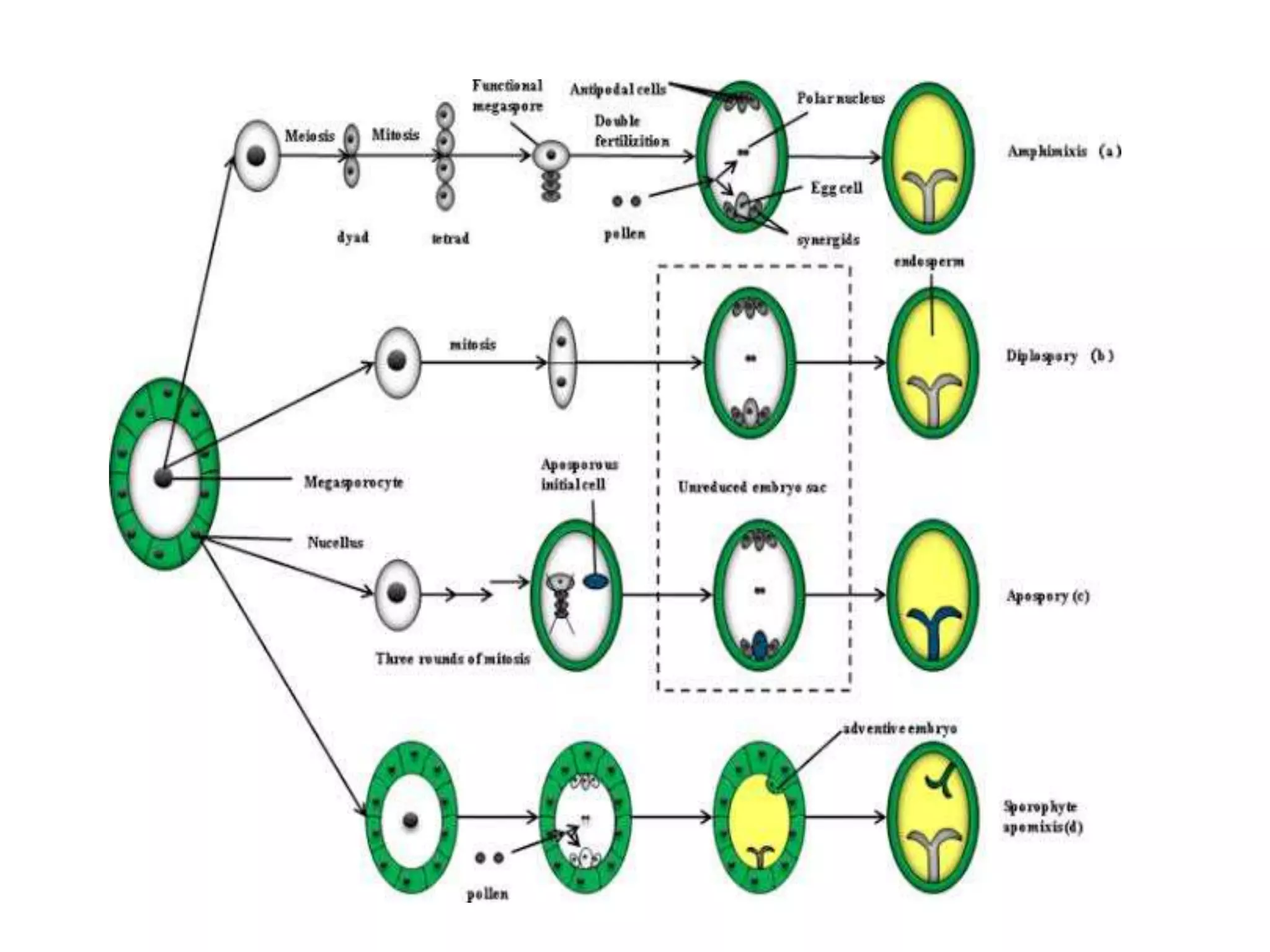Cytogenetics of apomixis by Suneel kr Gautam | PPT
