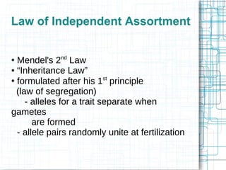 Law of Independent Assortment
●
Mendel's 2nd
Law
● “Inheritance Law”
●
formulated after his 1st
principle
(law of segregation)
- alleles for a trait separate when
gametes
are formed
- allele pairs randomly unite at fertilization
 