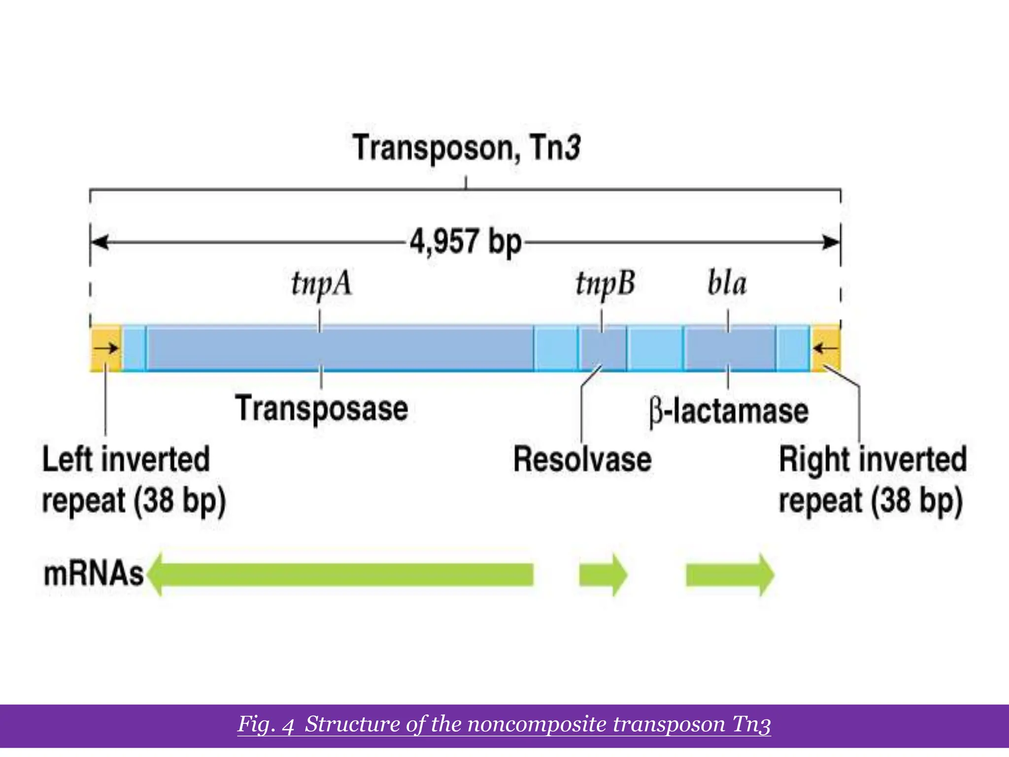 Chapter 20 slide 11
Fig. 4 Structure of the noncomposite transposon Tn3
 