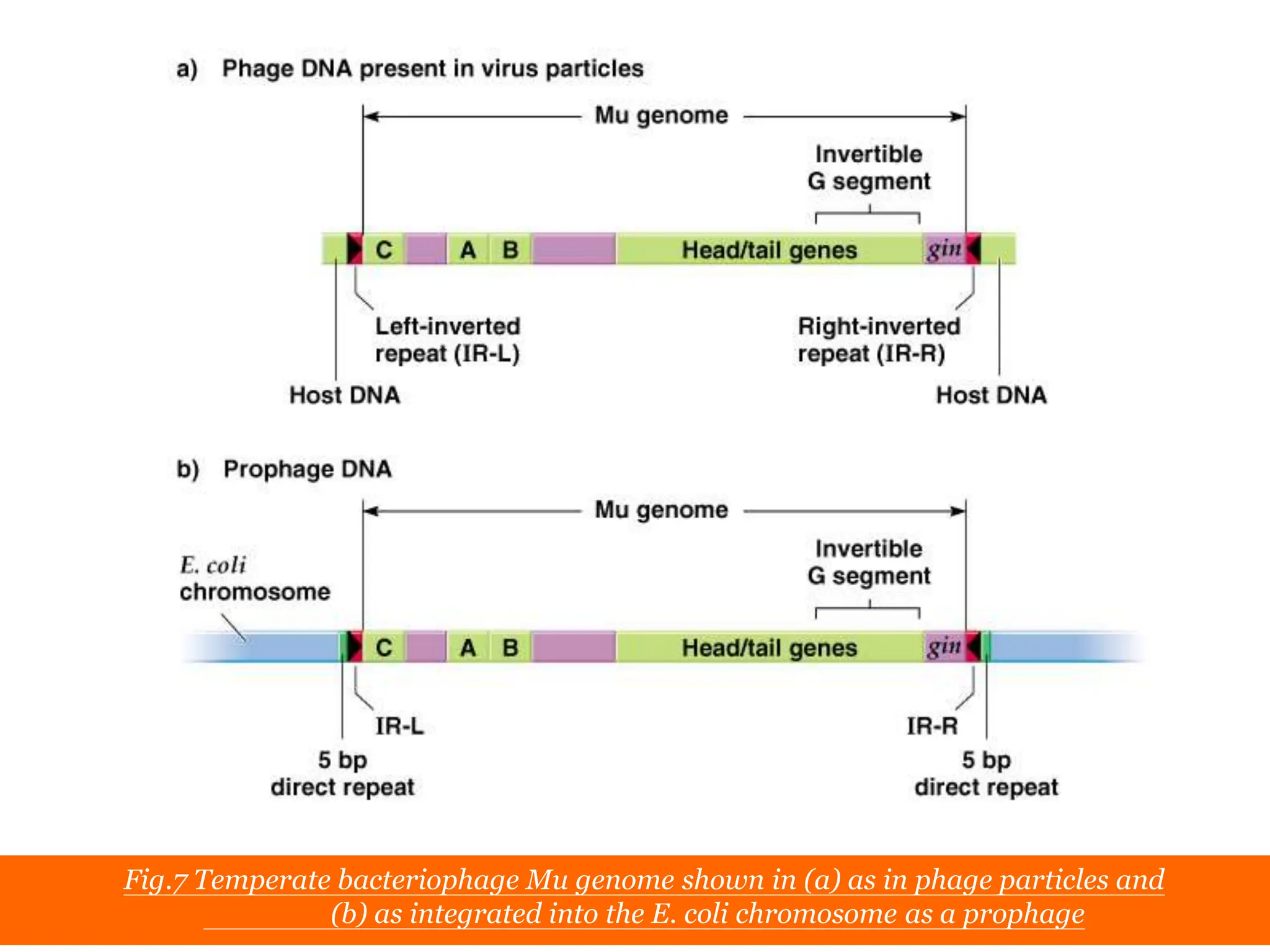 Chapter 20 slide 16
Fig.7 Temperate bacteriophage Mu genome shown in (a) as in phage particles and
(b) as integrated into the E. coli chromosome as a prophage
 