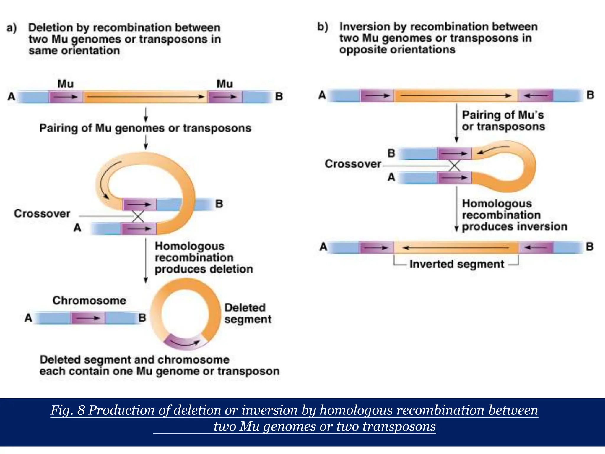 Chapter 20 slide 17
Fig. 8 Production of deletion or inversion by homologous recombination between
two Mu genomes or two transposons
 