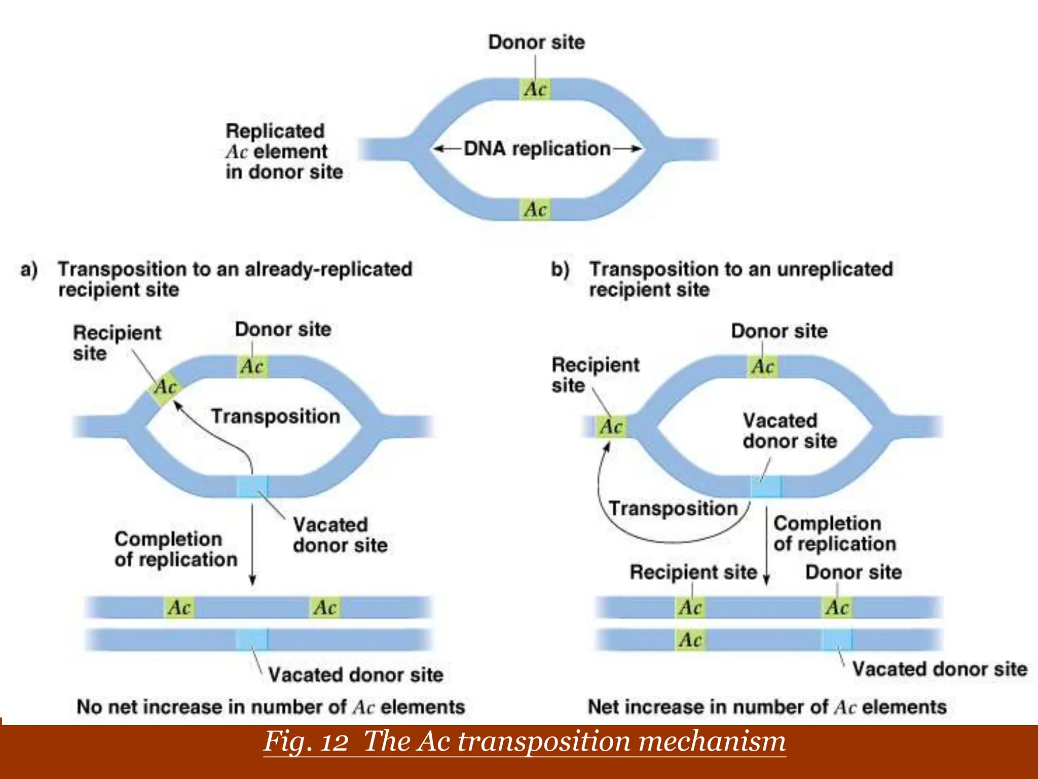 Chapter 20 slide 25
Fig. 12 The Ac transposition mechanism
 