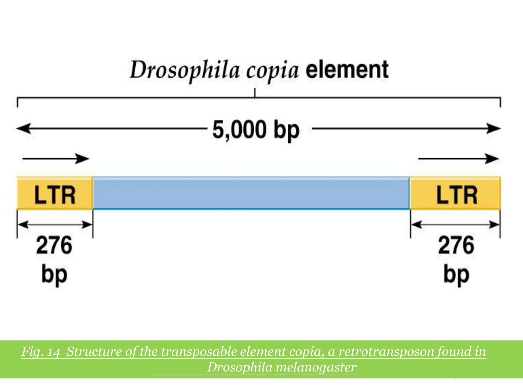 Chapter 20 slide 30
Fig. 14 Structure of the transposable element copia, a retrotransposon found in
Drosophila melanogaster
 