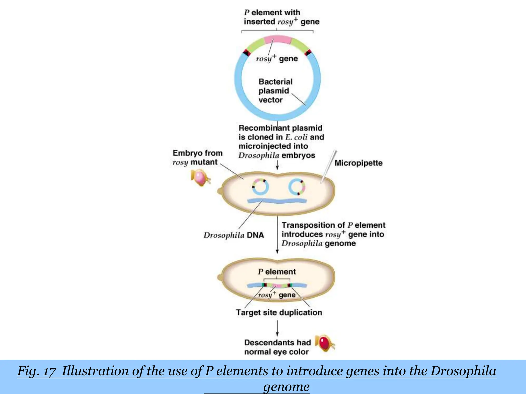 Chapter 20 slide 35
Fig. 17 Illustration of the use of P elements to introduce genes into the Drosophila
genome
 