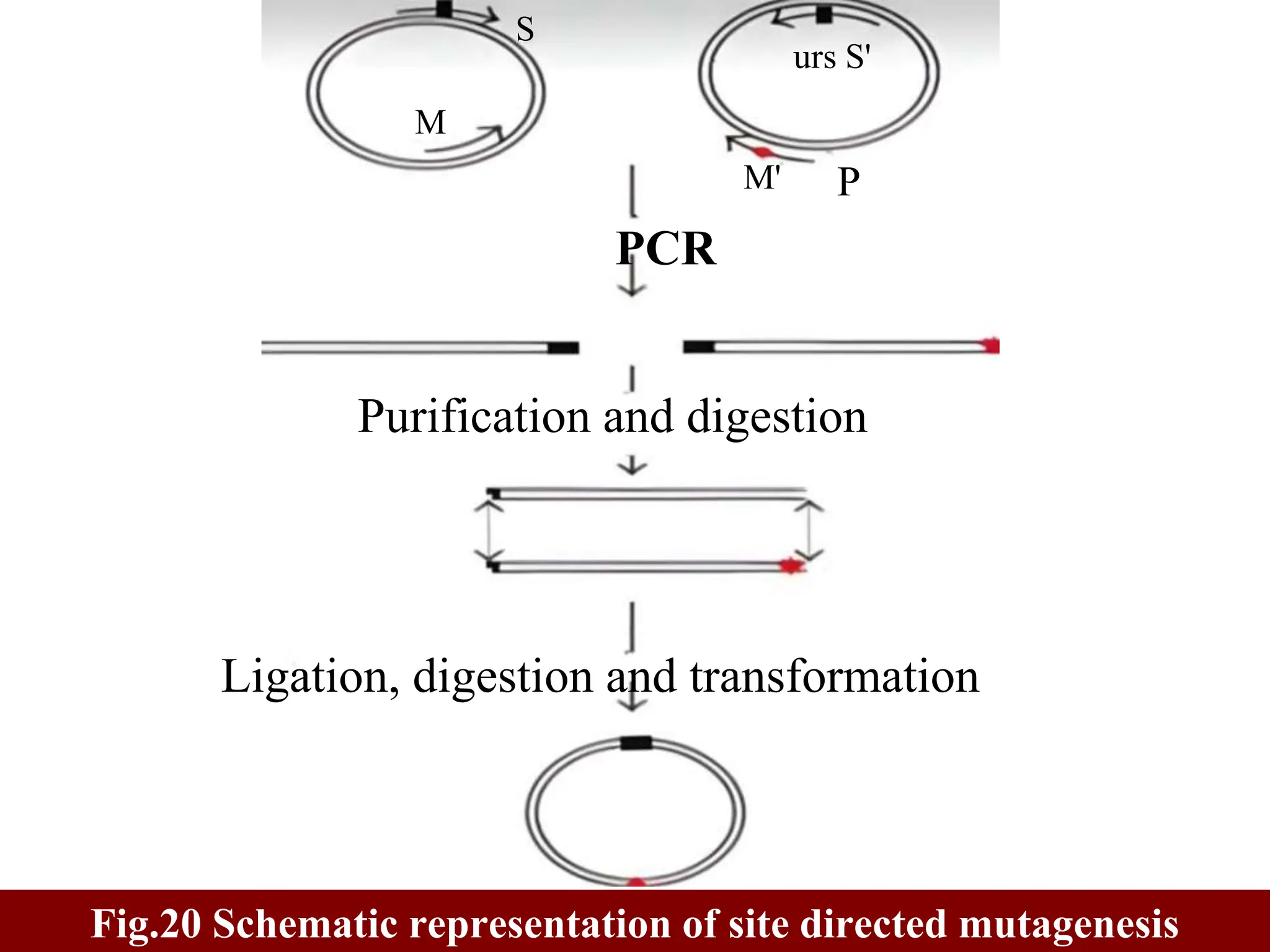S
M
urs S'
M' P
PCR
Purification and digestion
Ligation, digestion and transformation
Fig.20 Schematic representation of site directed mutagenesis
 