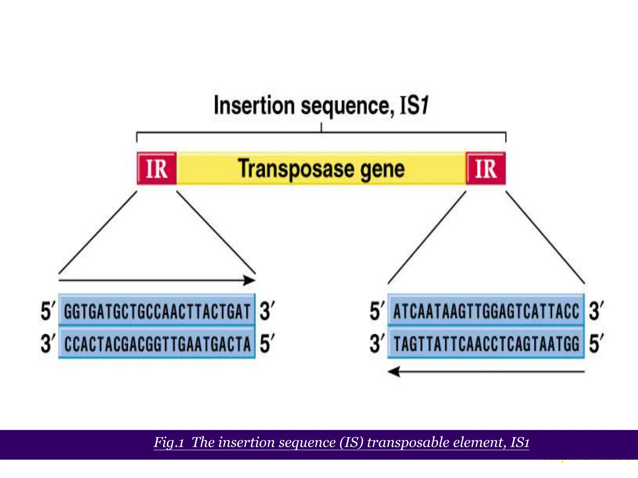 Chapter 20 slide 5
Fig.1 The insertion sequence (IS) transposable element, IS1
 