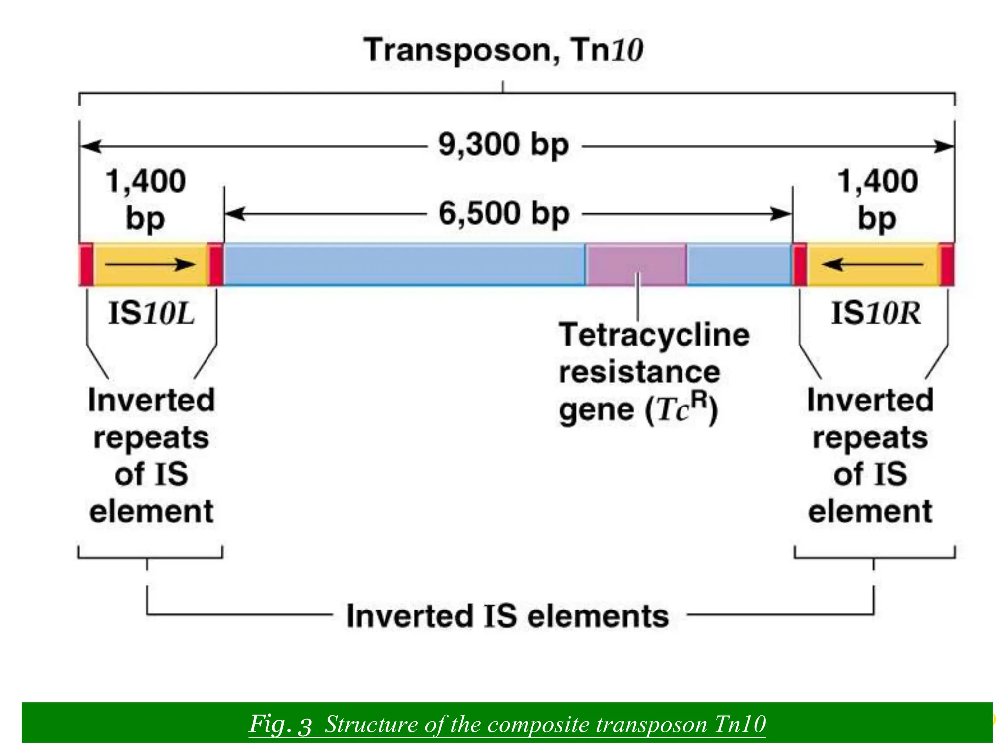 Chapter 20 slide 9
Fig. 3 Structure of the composite transposon Tn10
 