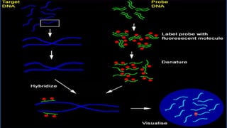 Cytogenetic techniques for gene location and transfer | PPTX