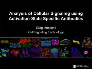 Analysis of Cellular Signaling using
Activation-State Specific Antibodies

               Greg Innocenti
         Cell Signaling Technology
           December 19, 2006
 