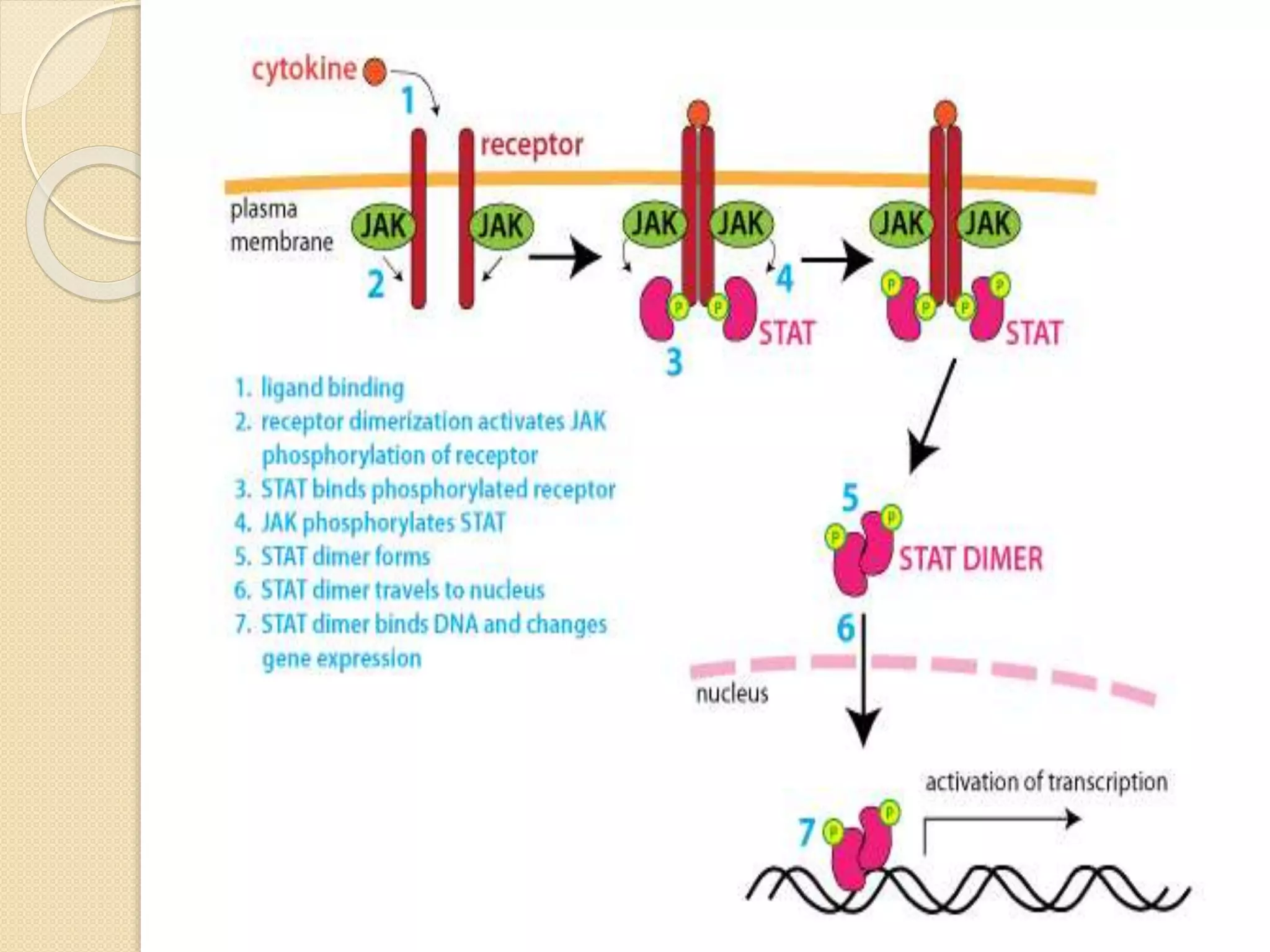 Cytokine and chemokines ppt | PPTX