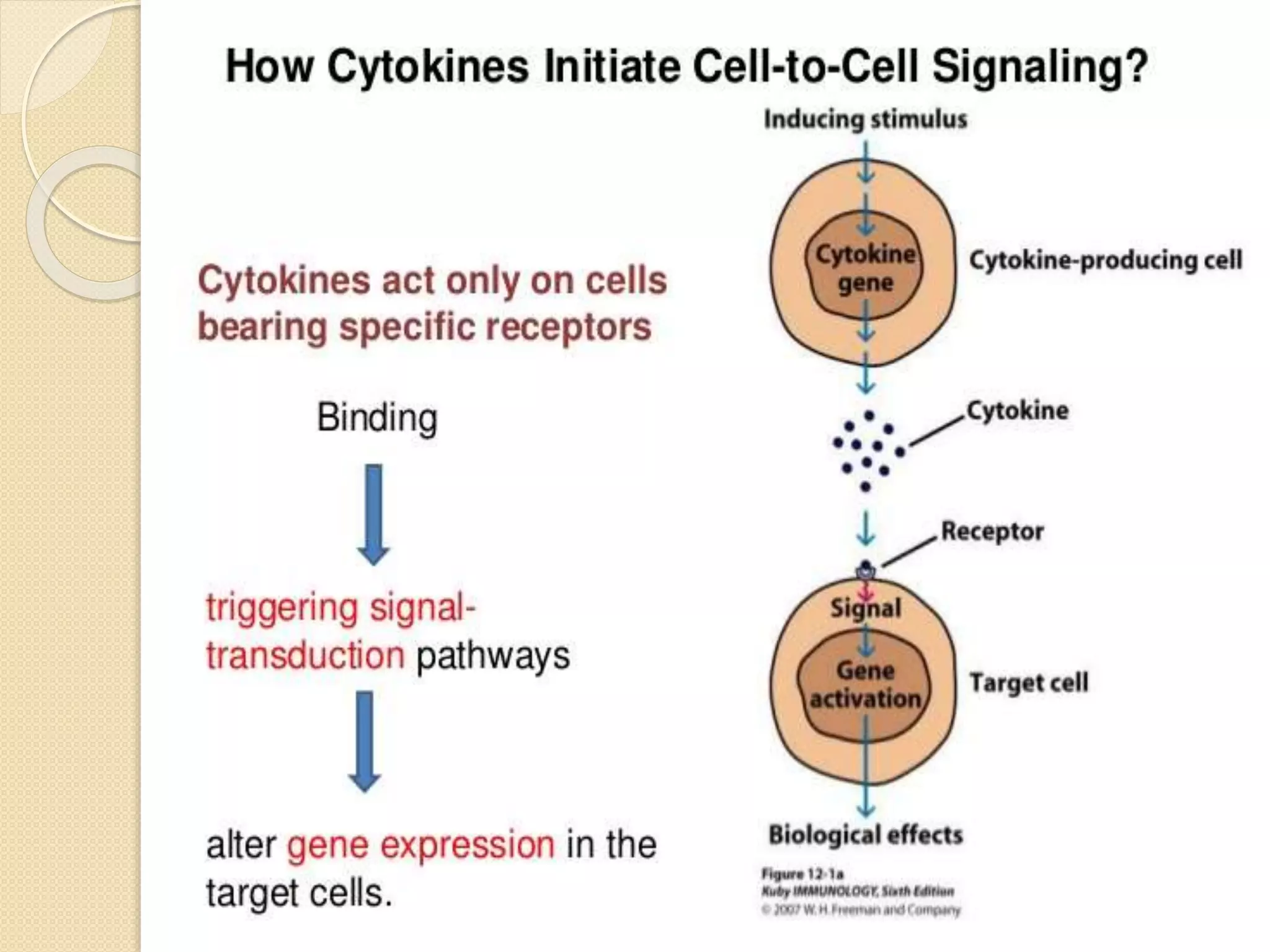 Cytokine and chemokines ppt | PPTX