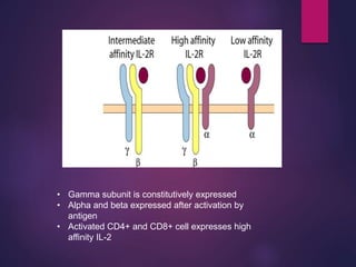 • Gamma subunit is constitutively expressed
• Alpha and beta expressed after activation by
antigen
• Activated CD4+ and CD8+ cell expresses high
affinity IL-2
 