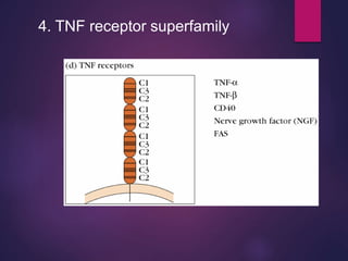 4. TNF receptor superfamily
 