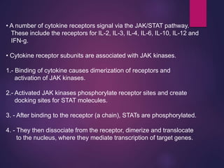 • A number of cytokine receptors signal via the JAK/STAT pathway.
These include the receptors for IL-2, IL-3, IL-4, IL-6, IL-10, IL-12 and
IFN-g.
• Cytokine receptor subunits are associated with JAK kinases.
1.- Binding of cytokine causes dimerization of receptors and
activation of JAK kinases.
2.- Activated JAK kinases phosphorylate receptor sites and create
docking sites for STAT molecules.
3. - After binding to the receptor (a chain), STATs are phosphorylated.
4. - They then dissociate from the receptor, dimerize and translocate
to the nucleus, where they mediate transcription of target genes.
 