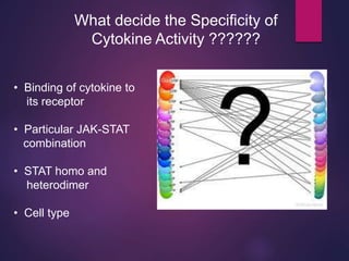 What decide the Specificity of
Cytokine Activity ??????
• Binding of cytokine to
its receptor
• Particular JAK-STAT
combination
• STAT homo and
heterodimer
• Cell type
 