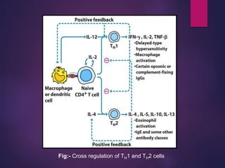 Fig:- Cross regulation of TH1 and TH2 cells
 
