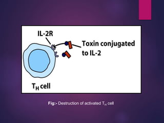 Fig:- Destruction of activated TH cell
 