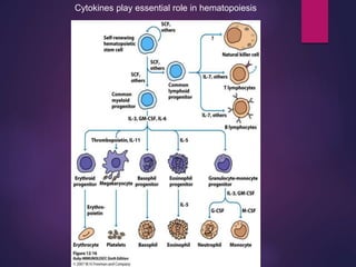 Cytokines play essential role in hematopoiesis
 