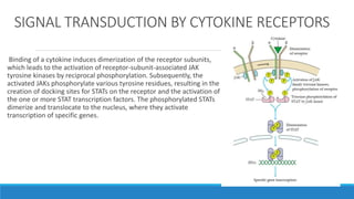SIGNAL TRANSDUCTION BY CYTOKINE RECEPTORS
Binding of a cytokine induces dimerization of the receptor subunits,
which leads to the activation of receptor-subunit-associated JAK
tyrosine kinases by reciprocal phosphorylation. Subsequently, the
activated JAKs phosphorylate various tyrosine residues, resulting in the
creation of docking sites for STATs on the receptor and the activation of
the one or more STAT transcription factors. The phosphorylated STATs
dimerize and translocate to the nucleus, where they activate
transcription of specific genes.
 