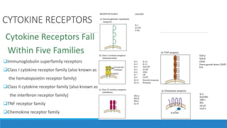 CYTOKINE RECEPTORS
Cytokine Receptors Fall
Within Five Families
Immunoglobulin superfamily receptors
Class I cytokine receptor family (also known as
the hematopoietin receptor family)
Class II cytokine receptor family (also known as
the interferon receptor family)
TNF receptor family
Chemokine receptor family
 