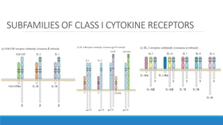 SUBFAMILIES OF CLASS I CYTOKINE RECEPTORS
 