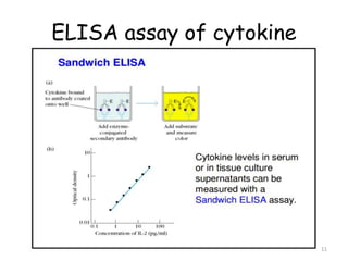 ELISA assay of cytokine
11
 