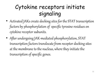 Cytokine receptors initiate
signaling
• Activated JAKs create docking sites for the STAT transcription
factors by phosphor...