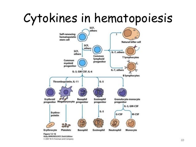 搜寻:下列何者不是调控血小板生成的因子
