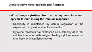Cytokines havenumerous biological functions
• What keeps cytokines from activating cells in a non
specific fashion during the immune response?
• Specificity is maintained by careful regulation of the
expression of cytokine receptors on cells
• Cytokine receptors are expressed on a cell only after that
cell has interacted with antigen, limiting cytokine response
to antigen activated lymphocytes
 