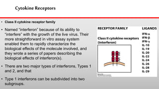 Cytokine Receptors
• Class II cytokine receptor family
• Named “interferon” because of its ability to
“interfere” with the growth of the live virus. Their
more straightforward in vitro assay system
enabled them to rapidly characterize the
biological effects of the molecule involved, and
they wrote a series of papers describing the
biological effects of interferon(s).
• There are two major types of interferons, Types 1
and 2, and that
• Type 1 interferons can be subdivided into two
subgroups.
 