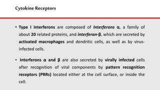 Cytokine Receptors
• Type I interferons are composed of Interferons α, a family of
about 20 related proteins, and interferon-β, which are secreted by
activated macrophages and dendritic cells, as well as by virus-
infected cells.
• Interferons α and β are also secreted by virally infected cells
after recognition of viral components by pattern recognition
receptors (PRRs) located either at the cell surface, or inside the
cell.
 
