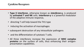 Cytokine Receptors
• Type II interferon, otherwise known as interferon-γ, is produced
by activated T and NK cells. Interferon-γ is a powerful modulator
of the adaptive immune response,
• directing T cell help toward the TH1 type
• inducing the activation of macrophages
• subsequent destruction of any intracellular pathogens
• and the differentiation of cytotoxic T cells.
• All three interferons increase the expression of MHC complex
proteins on the surface of cells, thus enhancing their antigen-
presentation capabilities.
 