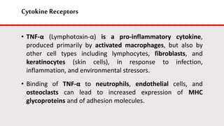 Cytokine Receptors
• TNF-α (Lymphotoxin-α) is a pro-inflammatory cytokine,
produced primarily by activated macrophages, but also by
other cell types including lymphocytes, fibroblasts, and
keratinocytes (skin cells), in response to infection,
inflammation, and environmental stressors.
• Binding of TNF-α to neutrophils, endothelial cells, and
osteoclasts can lead to increased expression of MHC
glycoproteins and of adhesion molecules.
 