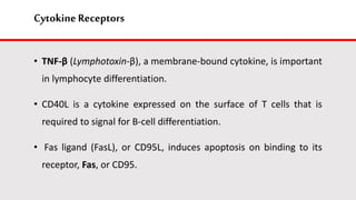 Cytokine Receptors
• TNF-β (Lymphotoxin-β), a membrane-bound cytokine, is important
in lymphocyte differentiation.
• CD40L is a cytokine expressed on the surface of T cells that is
required to signal for B-cell differentiation.
• Fas ligand (FasL), or CD95L, induces apoptosis on binding to its
receptor, Fas, or CD95.
 