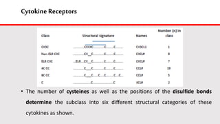 Cytokine Receptors
• The number of cysteines as well as the positions of the disulfide bonds
determine the subclass into six different structural categories of these
cytokines as shown.
 