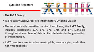 Cytokine Receptors
• The IL-17 Family
• Is a Recently Discovered, Pro-inflammatory Cytokine Cluster
• The most recently described family of cytokines, the IL-17 family,
includes interleukins 17A, 17B, 17C, 17D, and 17F. Signaling
through most members of this family culminates in the generation
of inflammation.
• IL-17 receptors are found on neutrophils, keratinocytes, and other
nonlymphoid cells.
 